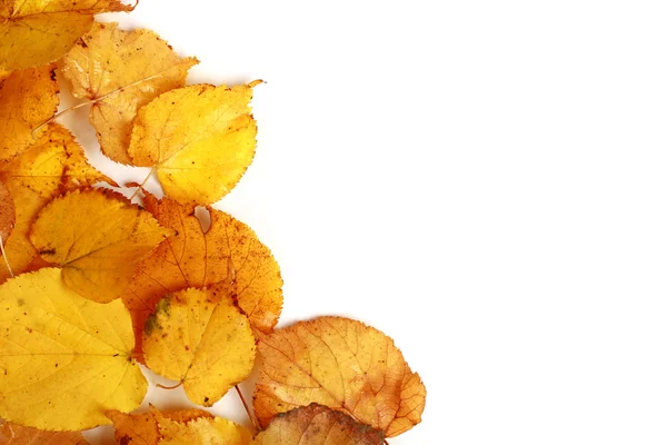 Autumn maple leaves Background — Stock Photo, Image