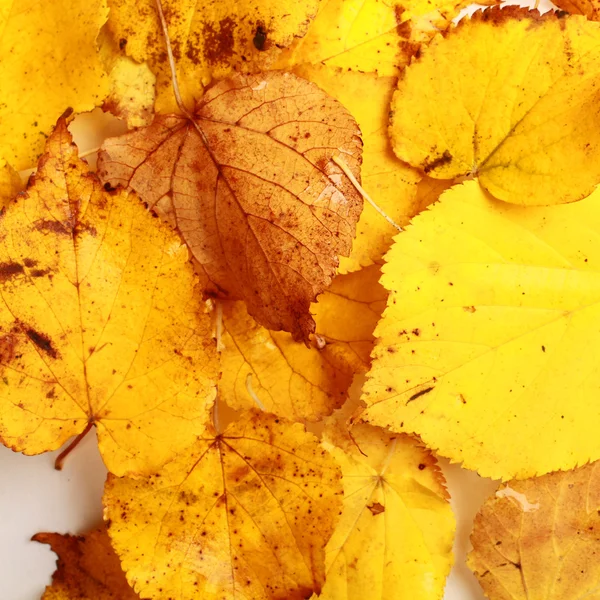 Feuilles d'érable d'automne fond — Photo