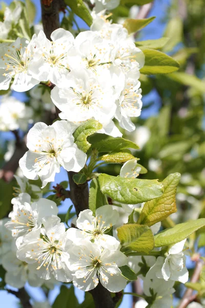 Close up de árvore de primavera de maçã — Fotografia de Stock