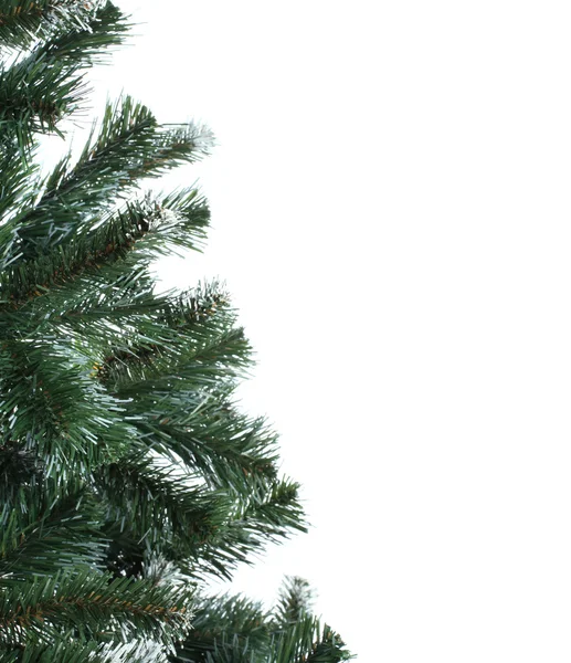 Spruce over white — Stock Photo, Image