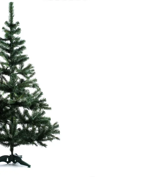 Spruce over white — Stock Photo, Image