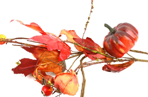 Pumpkin, leaves and small pumpkins on white background — Stock Photo, Image