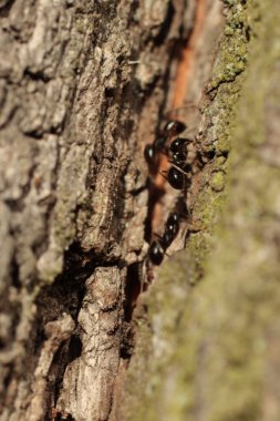 karınca yuvası bir ağaç gövdesi üzerinde kapat