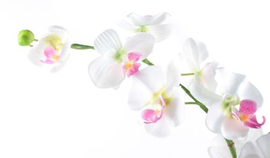 Beyaz bir arka plan üzerinde izole Phalaenopsis orkide