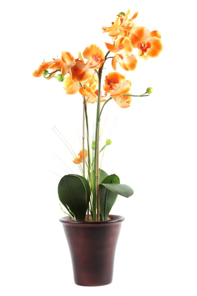 Оранжевая орхидея в горшке изолированы на белом фоне — стоковое фото