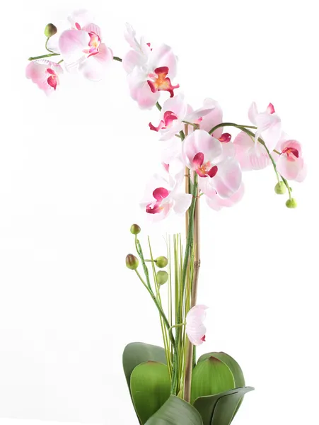 Růžová orchidej v hrnci izolovaných na bílém pozadí — Stock fotografie