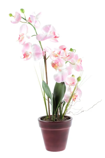 Rózsaszín orchidea a pot elszigetelt fehér background — Stock Fotó