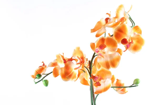 Fiore arancione giallo del Orchid isolato su sfondo bianco — Foto Stock