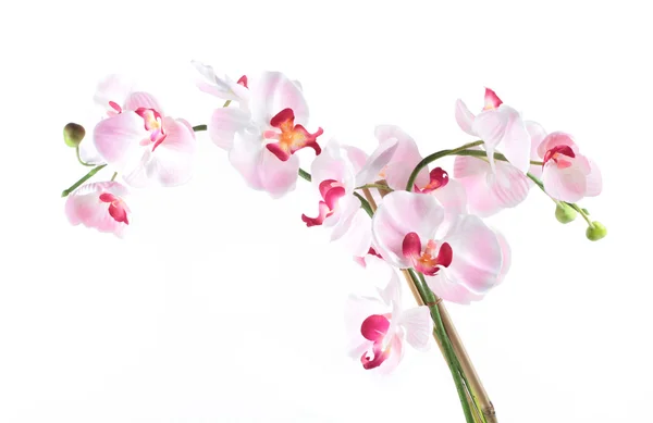Белая розовая орхидея на белом фоне — стоковое фото