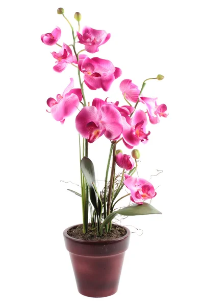 Rosa fiore di orchidea striato, isolato su sfondo bianco — Foto Stock