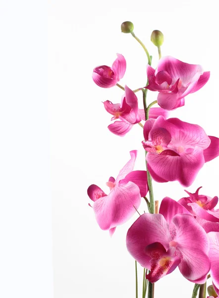 Rosa strimmiga orkidé blomma, isolerad på vit bakgrund — Stockfoto