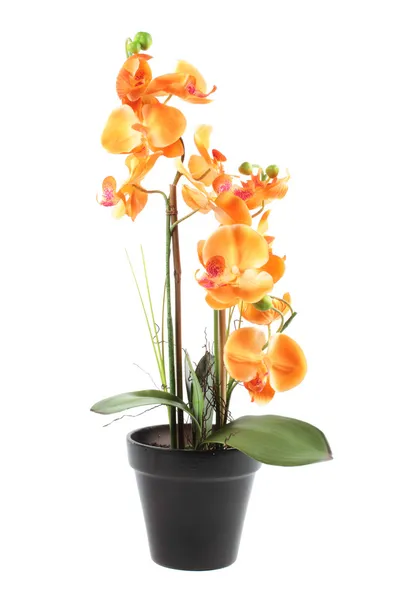 Оранжевая орхидея в горшке изолированы на белом фоне — стоковое фото
