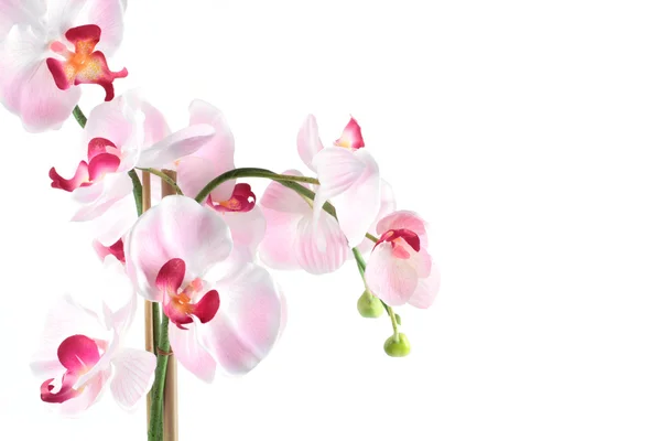 Orquídea rosa blanca aislada sobre fondo blanco — Foto de Stock