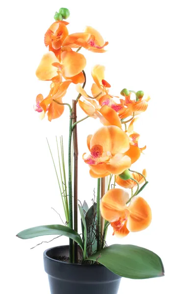 Orange orchid i potten isolerad på en vit bakgrund — Stockfoto