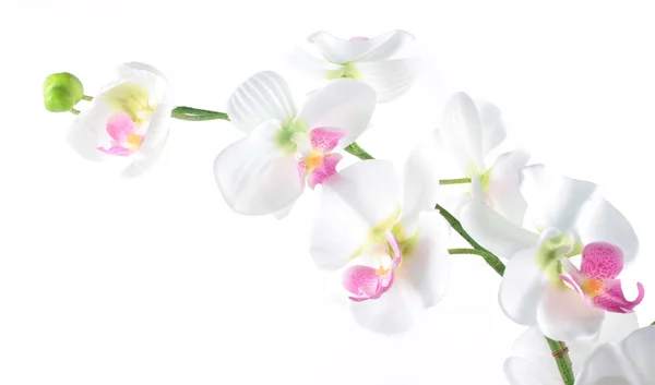 흰색 배경에 고립 Phalaenopsis 난초 — 스톡 사진