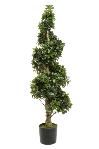 Zöld dekoratív bush — Stock Fotó