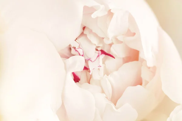 Piękny różowy blisko do piwonia — Zdjęcie stockowe