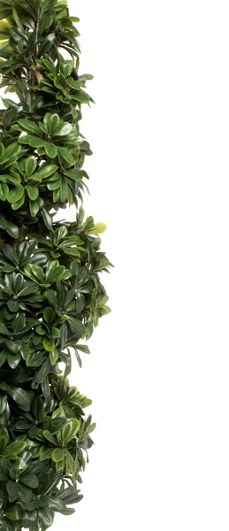 Green decorative bush border — Stock Photo, Image