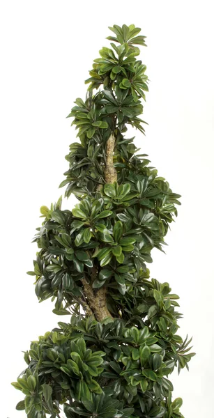Gröna dekorativa bush — Stockfoto