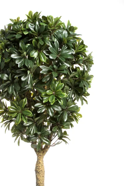 Gröna dekorativa bush — Stockfoto