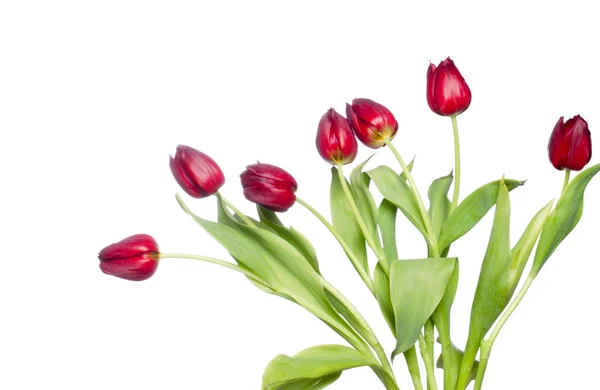 Bouquet de belles tulipes rouges — Photo