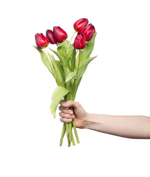 Hand holding bouquet of beautiful red tulips — Stock Photo, Image