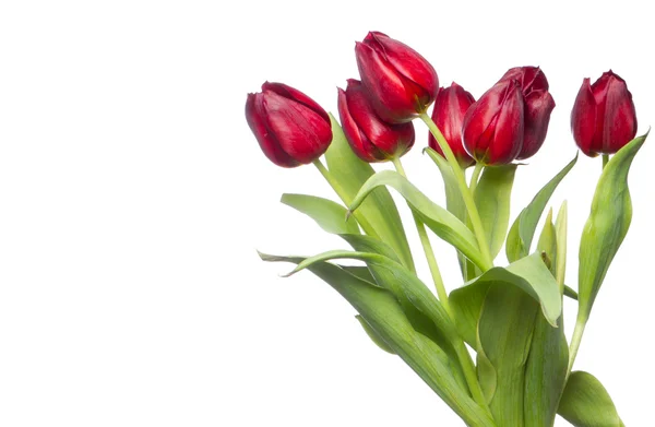 Szép piros tulipán csokor — Stock Fotó