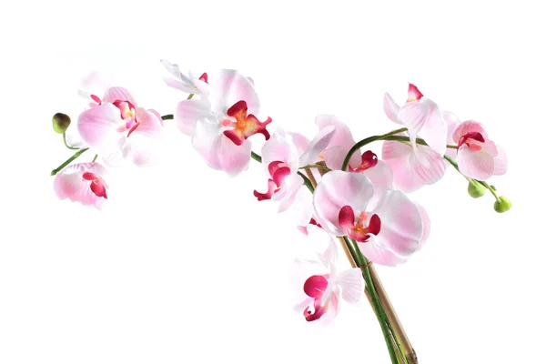 White pink orchid — Stock Photo, Image