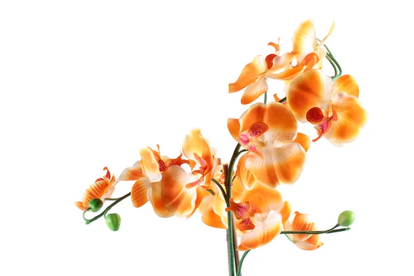 Sárga narancs orchidea virág — Stock Fotó