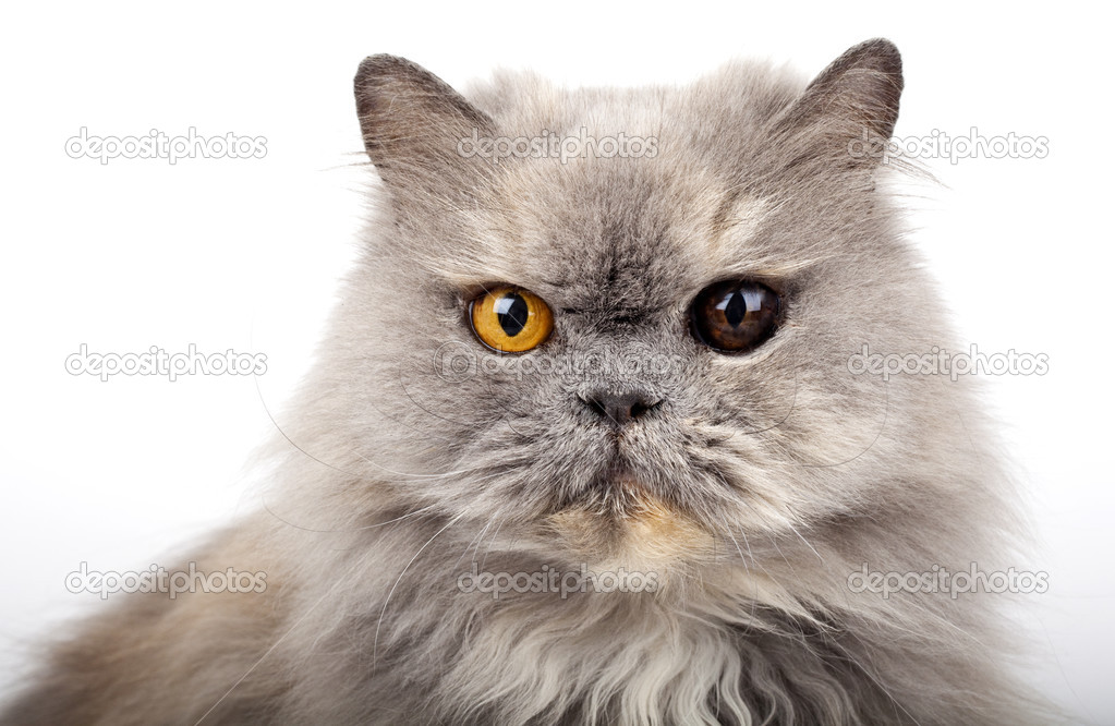 Gato persa gris — Foto de stock #13272261 © chrisdorney