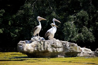 Pelikan St. James'ın Park