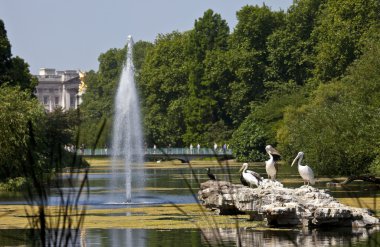 Pelikan St. James'ın Park