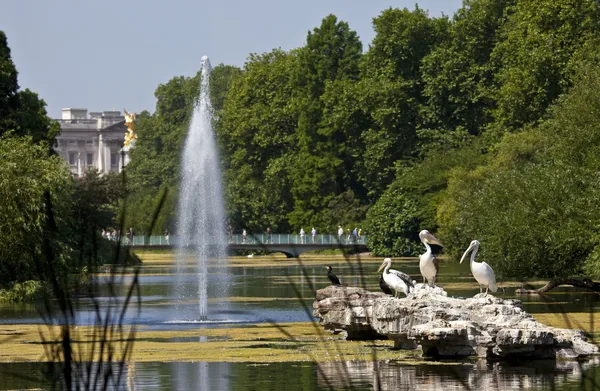 Pelicans in St. James's Park — Stock Photo, Image