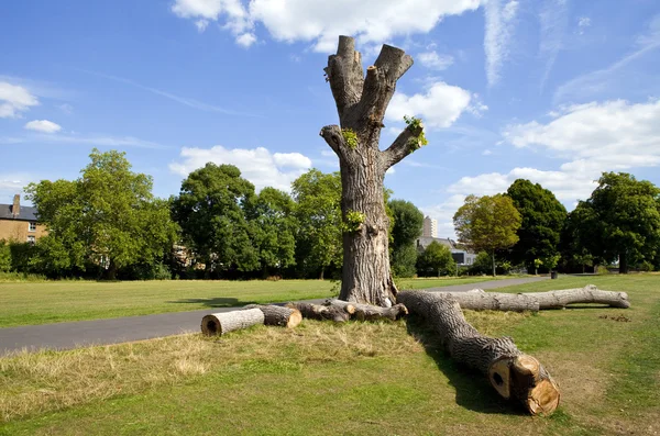 Brockwell Park in Brixton, London — Stock Photo, Image