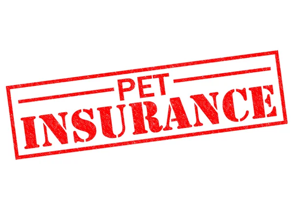 PET INSURANCE — Stock Photo, Image