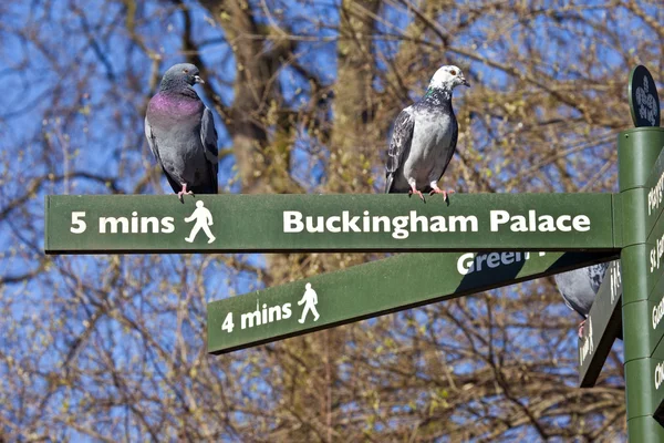 Galambok a gyalogos jelzőtáblák Londonban — Stock Fotó