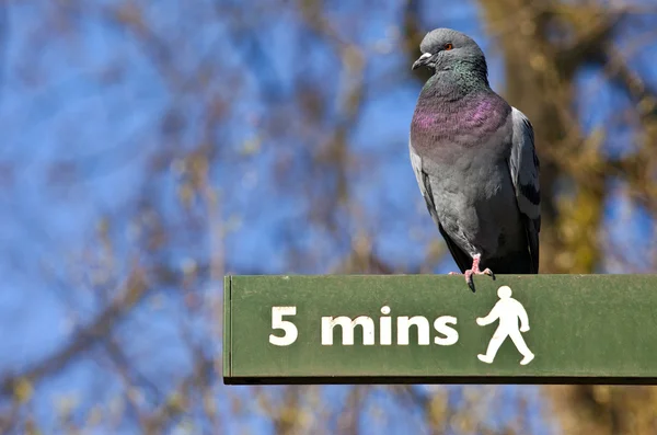 Duif op een voetgangers Wegwijzer in Londen — Stockfoto