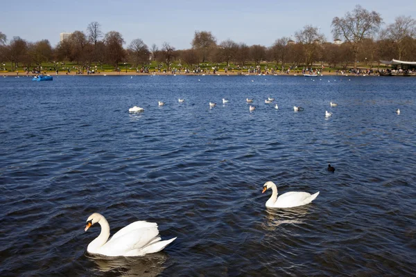 Cisnes en Hyde park —  Fotos de Stock