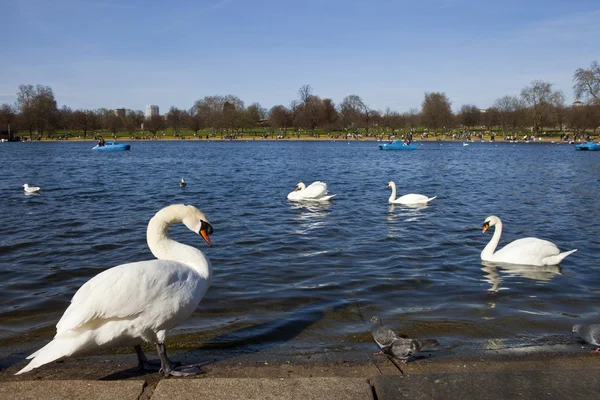 Swans in Hyde Park — Stock Photo, Image