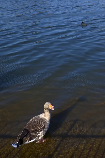 Canard dans le parc hyde — Photo