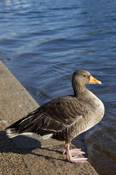 Duck in Hyde Park — Stock Photo, Image