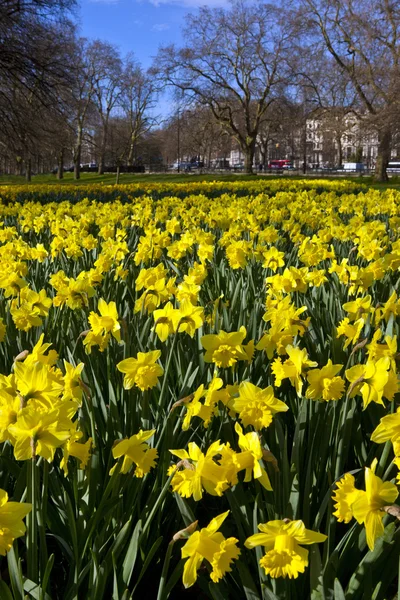 Narcisos en Hyde Park —  Fotos de Stock