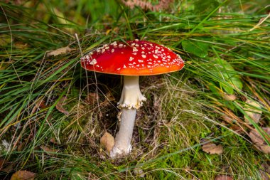 Amanita Muscaria mantar mantarının yakın plan fotoğrafı, ya da Fly Agaric toadstool olarak da bilinir..