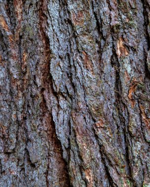 Ağaç gövdesinin kabuğunun yakın çekimi..