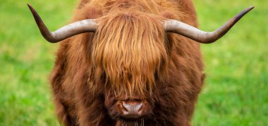 A Highland Cow in Scotland, UK.  Highland Cattle are seen across the Scottish Highlands in the United Kingdom. clipart