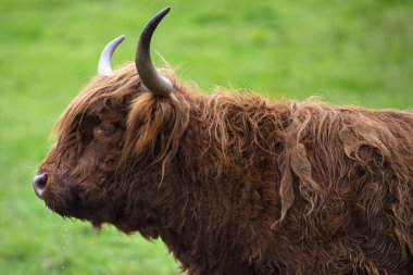 İskoçya, İngiltere 'de bir İskoçya İneği. Highland sığırları Birleşik Krallık 'ta İskoç Dağları boyunca görülmektedir.. 