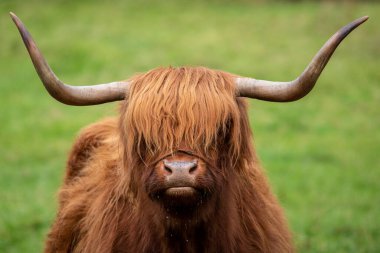 İskoçya, İngiltere 'de bir İskoçya İneği. Highland sığırları Birleşik Krallık 'ta İskoç Dağları boyunca görülmektedir..