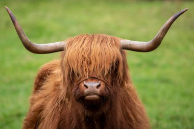 A Highland Cow in Scotland, UK.  Highland Cattle are seen across the Scottish Highlands in the United Kingdom. clipart