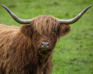 İskoçya, İngiltere 'de bir İskoçya İneği. Highland sığırları Birleşik Krallık 'ta İskoç Dağları boyunca görülmektedir..