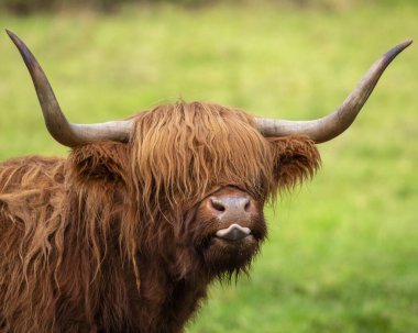 İskoçya, İngiltere 'de bir İskoçya İneği. Highland sığırları Birleşik Krallık 'ta İskoç Dağları boyunca görülmektedir..